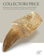 KALIFANO Authentic Fossilized Prehistoric Mosasaur Tooth from Morocco - Mosasaurus Teeth for Fossil Collections and Education Purposes (Information Card Included) - Image 3