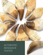 KALIFANO Authentic Fossilized Prehistoric Mosasaur Tooth from Morocco - Mosasaurus Teeth for Fossil Collections and Education Purposes (Information Card Included) - Image 4