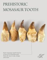 KALIFANO Authentic Fossilized Prehistoric Mosasaur Tooth from Morocco - Mosasaurus Teeth for Fossil Collections and Education Purposes (Information Card Included) - Image 5