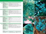 The Minerals Encyclopedia: 700 Minerals, Gems and Rocks - Image 12