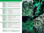 The Minerals Encyclopedia: 700 Minerals, Gems and Rocks - Image 13