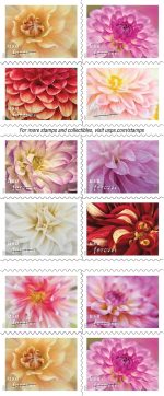 Dahlias 2025 (Book of 20) First-Class Mail Forever Postage Stamps - Image 3