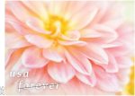 Dahlias 2025 (Book of 20) First-Class Mail Forever Postage Stamps - Image 4