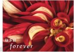 Dahlias 2025 (Book of 20) First-Class Mail Forever Postage Stamps - Image 5
