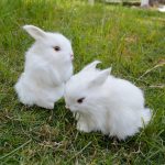 Easter Bunny Plush Figurines - 2 Piece Realistic Rabbit Stuffy for Easter Decor, Spring Basket Fillers, Home Decoration, Photoshoot Props, (White) - Image 5