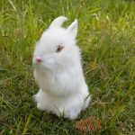Easter Bunny Plush Figurines - 2 Piece Realistic Rabbit Stuffy for Easter Decor, Spring Basket Fillers, Home Decoration, Photoshoot Props, (White) - Image 6