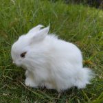 Easter Bunny Plush Figurines - 2 Piece Realistic Rabbit Stuffy for Easter Decor, Spring Basket Fillers, Home Decoration, Photoshoot Props, (White) - Image 7