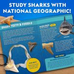 National Geographic Shark Tooth Fossil Dig Kit and Necklace for Kids | Replica Shark Teeth & Fossils, Make a Shark Tooth Necklace, Excavation Tools, Paleontology Activity, STEM Learning - Image 7