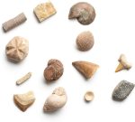 Dan&Darci Dig a Dozen Fossil Bricks - Break Open 12 Blocks and Discover 12 Unique Real Fossils - Basket Stuffers Archaeology Science STEM - Birthday Gift - Image 5