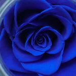 Preserved Real Roses with Colorful Mood Light Wishing Bottle, Eternal Rose，Never Withered Flowers, Table Decor,Christmas Anniversary Valentine's, Blue 4.3inch, 1pcs - Image 8