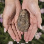 KALIFANO Authentic Large Arthropod Calymene Trilobite Fossil from Morocco - Marine Trilobita/Calymene for Fossil Collections and Education Purposes (Information Card Included) - Image 3