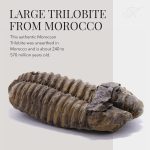 KALIFANO Authentic Large Arthropod Calymene Trilobite Fossil from Morocco - Marine Trilobita/Calymene for Fossil Collections and Education Purposes (Information Card Included) - Image 4