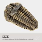 KALIFANO Authentic Large Arthropod Calymene Trilobite Fossil from Morocco - Marine Trilobita/Calymene for Fossil Collections and Education Purposes (Information Card Included) - Image 5