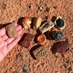 Safari Ltd. Ancient Fossils TOOB - Figurines: Dino Footprint, Giant Crab, Ammonite, Raptor Claw, T-Rex Tooth, Frog Skeleton, Sea Scorpion & More - Educational Toys for Boys, Girls & Kids Ages 3+ - Image 3