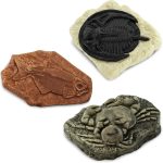 Safari Ltd. Ancient Fossils TOOB - Figurines: Dino Footprint, Giant Crab, Ammonite, Raptor Claw, T-Rex Tooth, Frog Skeleton, Sea Scorpion & More - Educational Toys for Boys, Girls & Kids Ages 3+ - Image 6