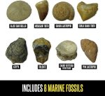 Educational Insights GeoSafari Fossil Excavation Kit for Kids - Image 8