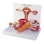 GPI Anatomicals Uterus and Ovary Model, Female Reproductive System | Human Body and Anatomy Replica for Physiology Education, Anatomical Model for Doctor's Office, Medical Learning Resources - Image 2