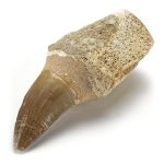 KALIFANO Authentic Fossilized Prehistoric Mosasaur Tooth from Morocco - Mosasaurus Teeth for Fossil Collections and Education Purposes (Information Card Included) - Image 2