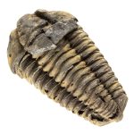 KALIFANO Authentic Large Arthropod Calymene Trilobite Fossil from Morocco - Marine Trilobita/Calymene for Fossil Collections and Education Purposes (Information Card Included) - Image 2