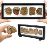 Trilobite Fossil Display Set – 5PCS Authentic Prehistoric Fossils in Rock, Educational Science Specimens for Kids & Adults, Geological Collection, Unique Gift for Collectors and Classroom Use - Image 2